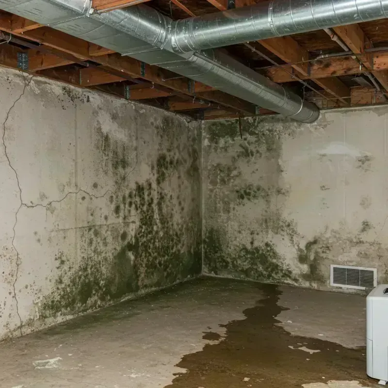 Professional Mold Removal in Millington, TN